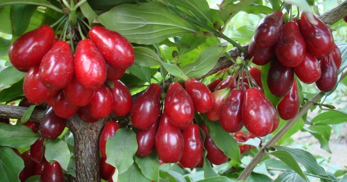 Кизил саженцы