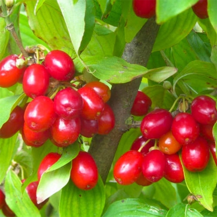 Cornus mas кизил обыкновенный