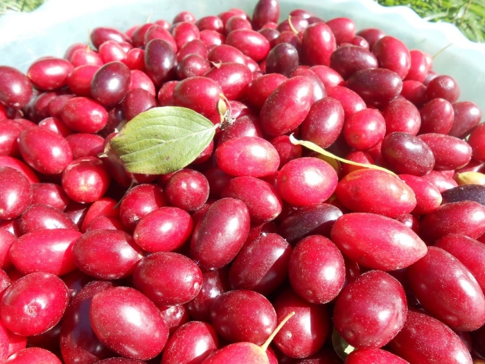 Кизил мосвир