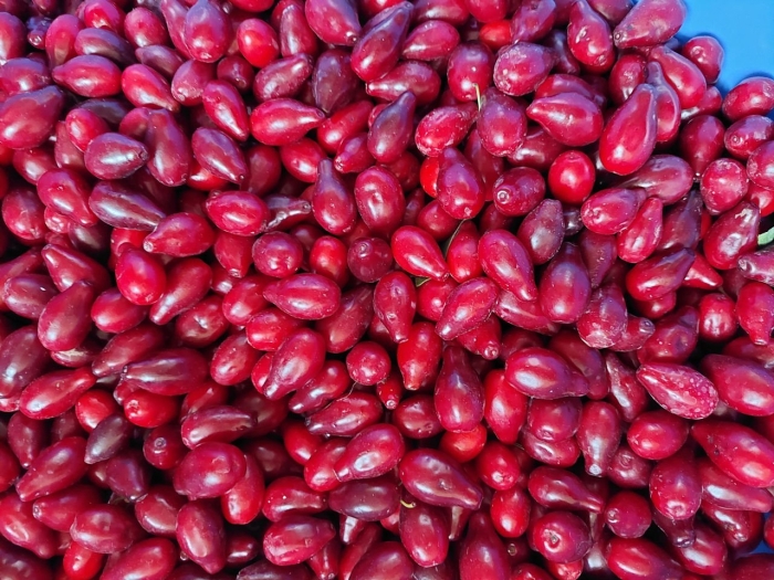 Кизил обыкновенный