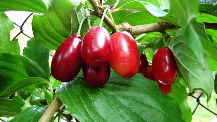 Кизил приморский