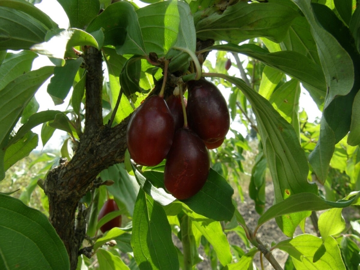 Кизил сорт семен