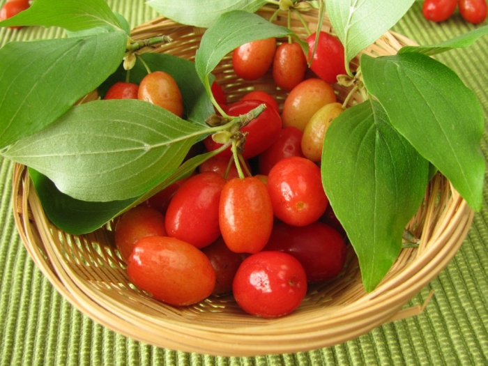 Кизил cornus mas