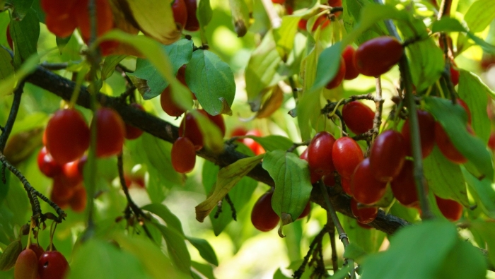 Кизил крымский