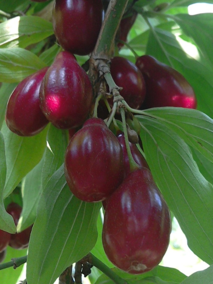 Кизил обыкновенный