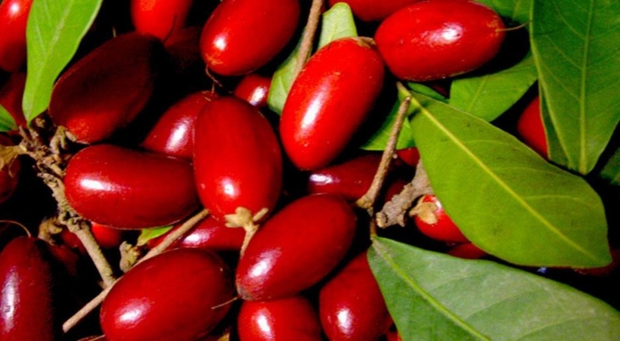 Synsepalum dulcificum