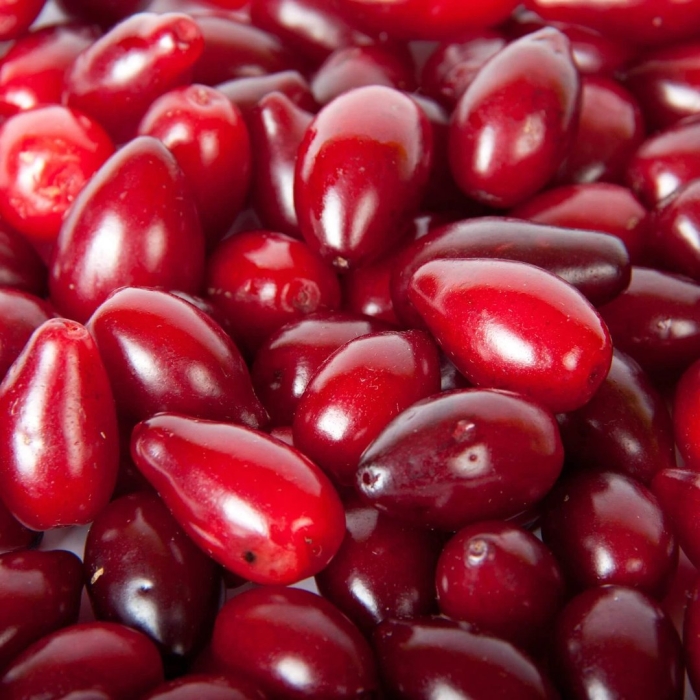 Красные овальные ягоды