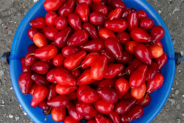 Азербайджанская ягода кизил