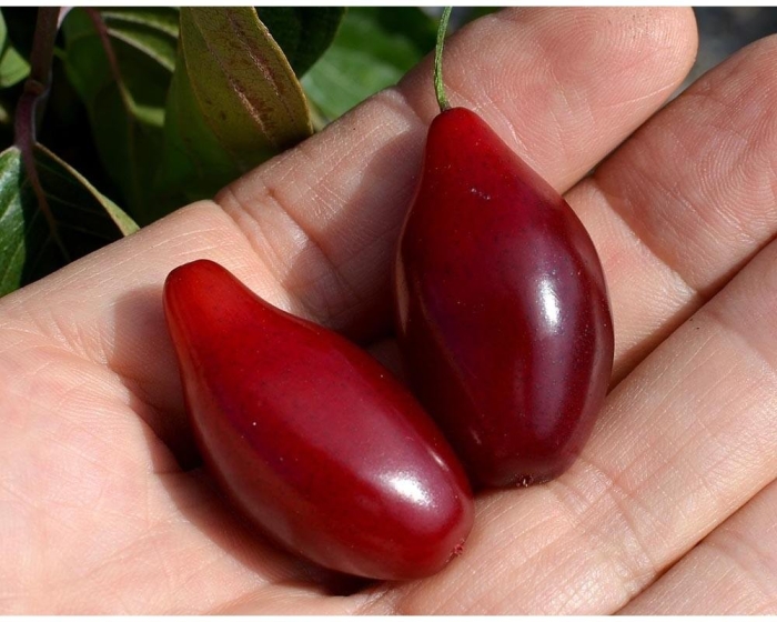 Саженцы кизила лукьяновский