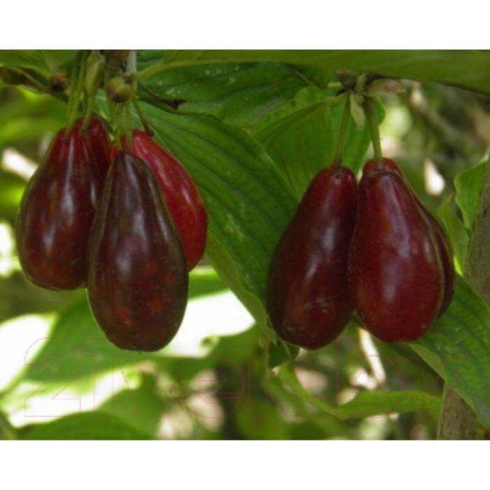 Кизил обыкновенный