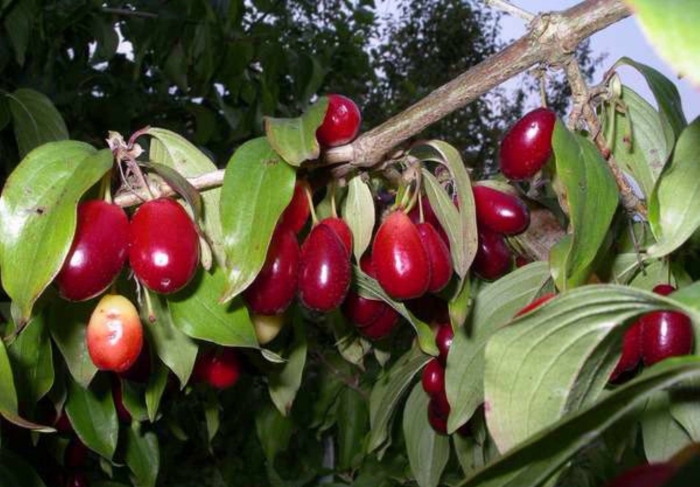 Кизил саженцы