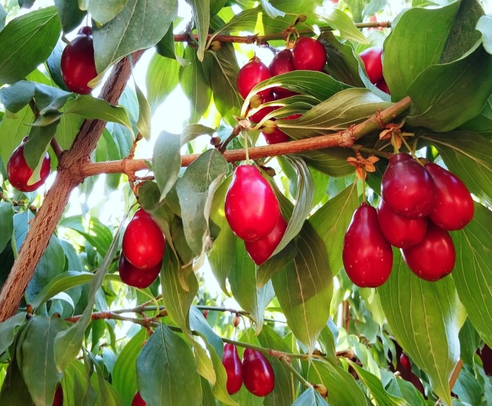 Дерево кизил