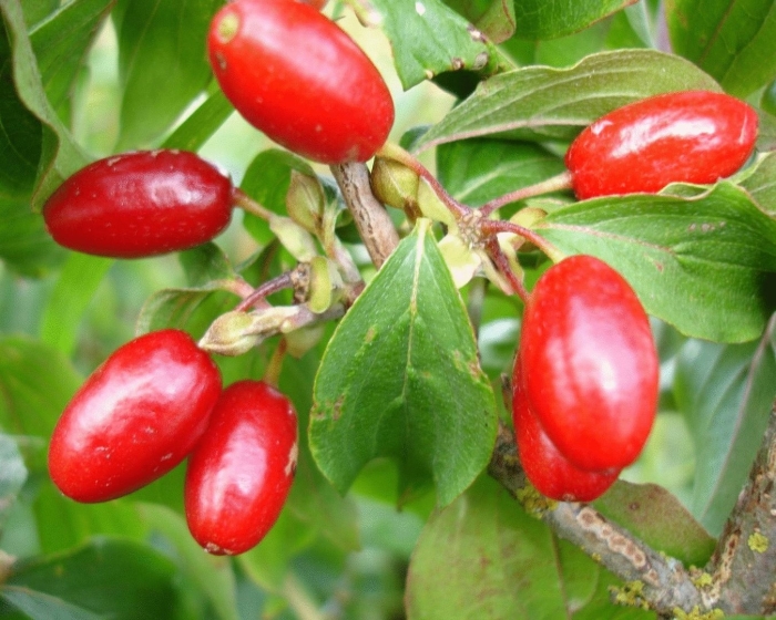 Кизил обыкновенный