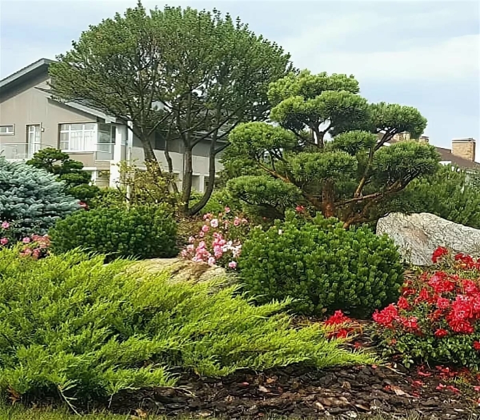 Сосна горная ниваки