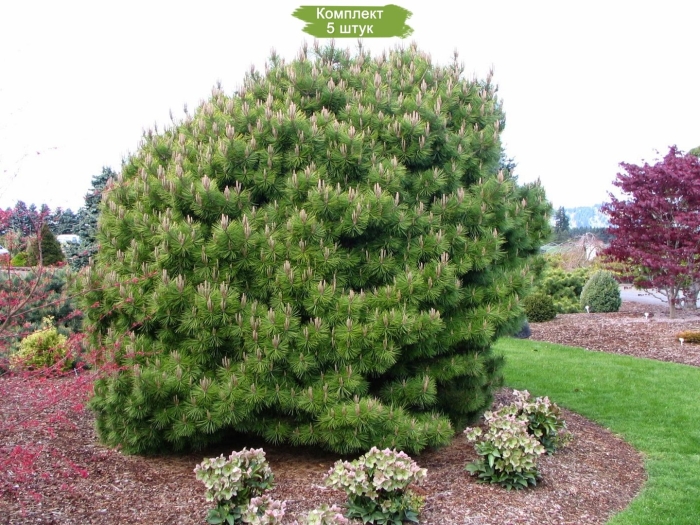 Сосна pinus nigra