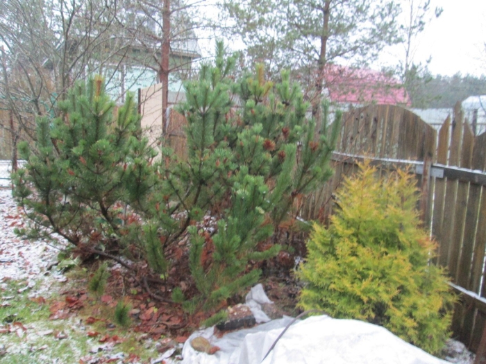 Сосна горная мугус