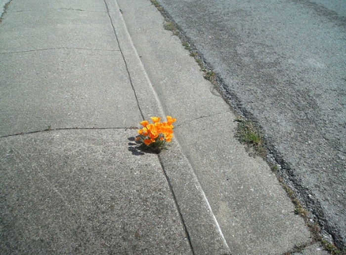 Росток пробивается сквозь асфальт