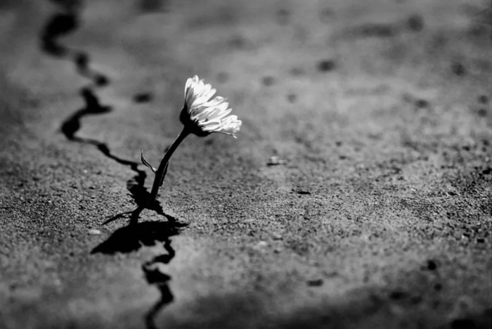 Росток сквозь асфальт