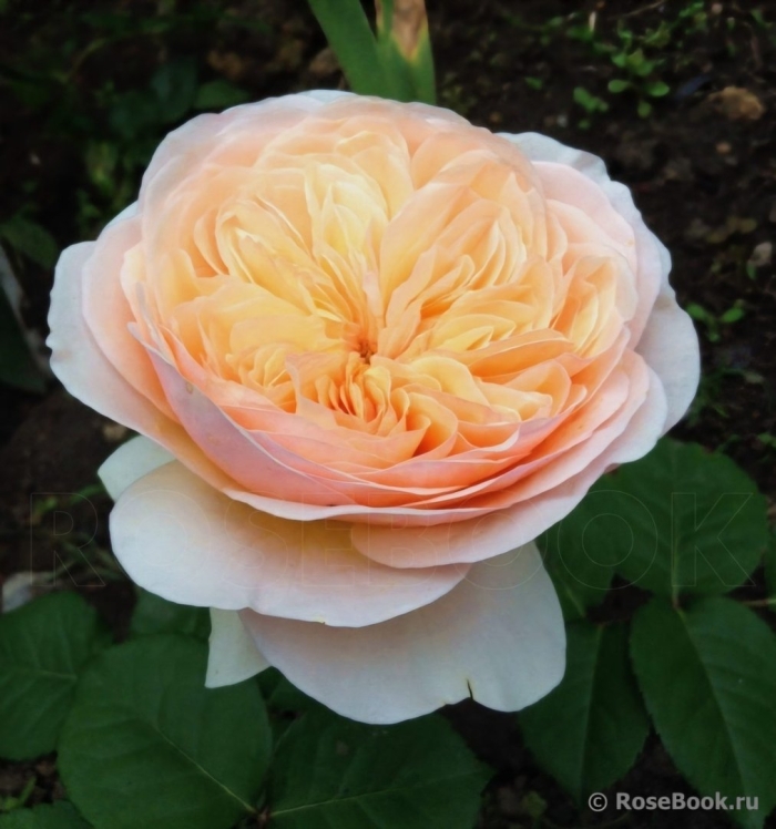 Роза дэвид остин джульет