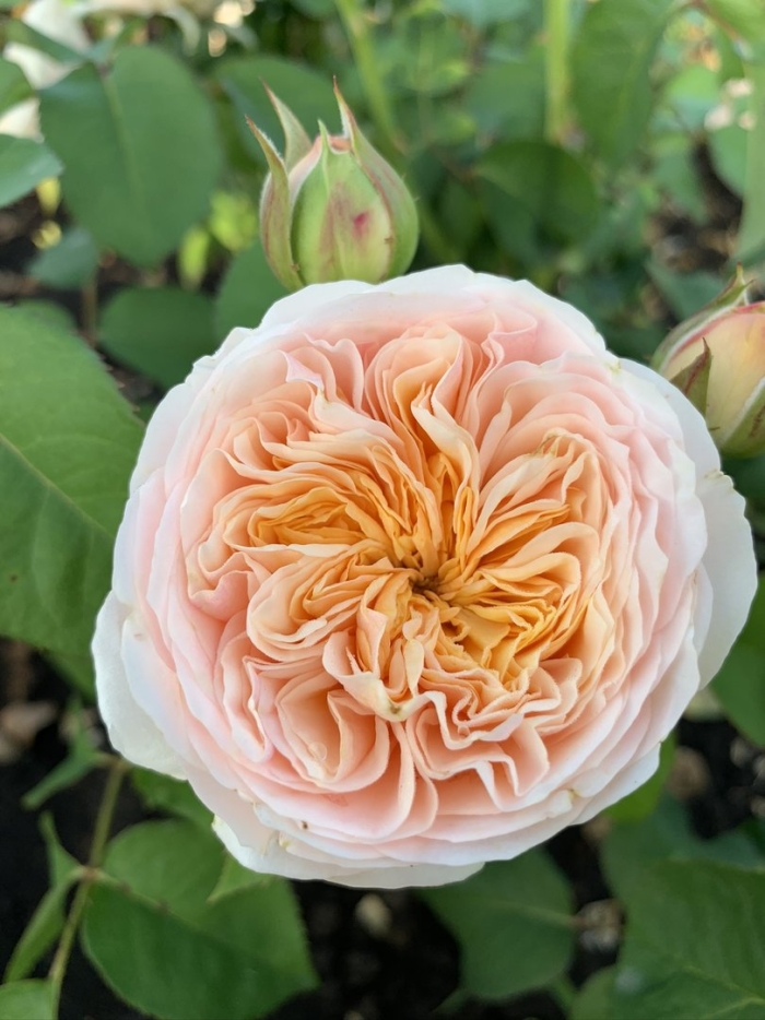 Английская роза