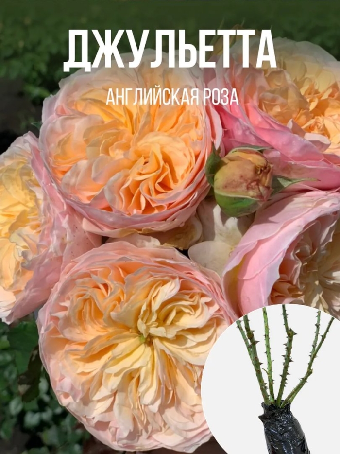 Роза джульетта остин