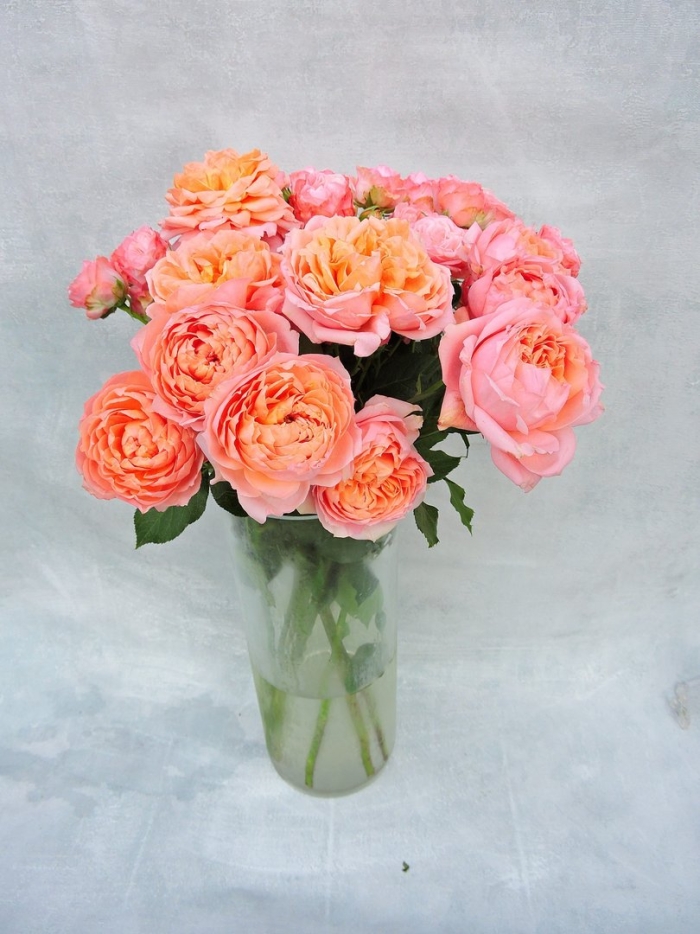 Пионовидная роза охара