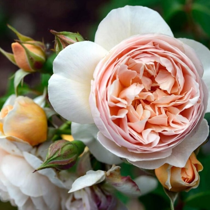 Роза дэвид остин джульет