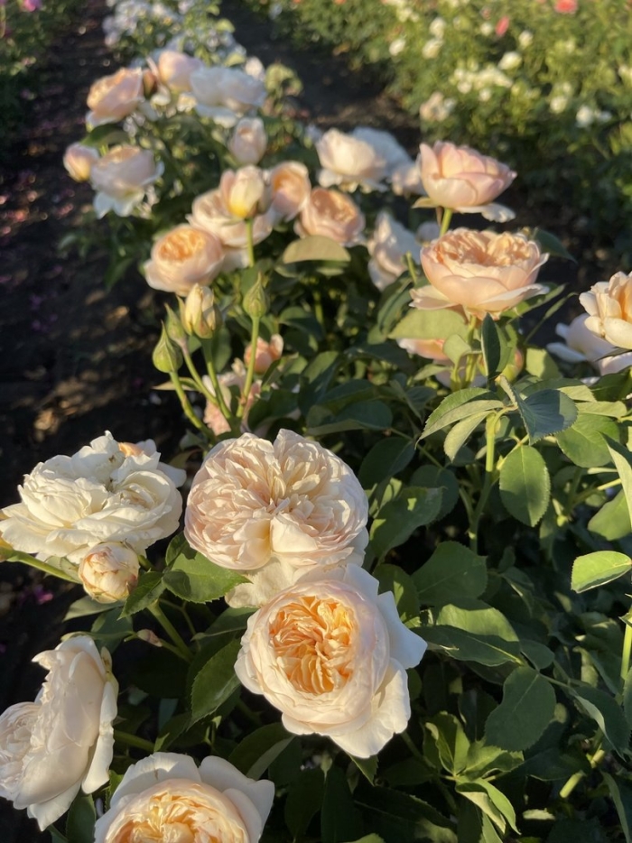 Роза джульетта кустовая