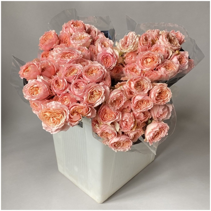 Роза кустовая джульетта