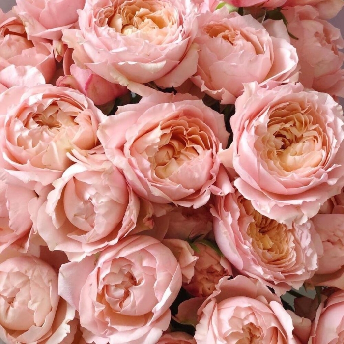 Роза дэвид остин джульет