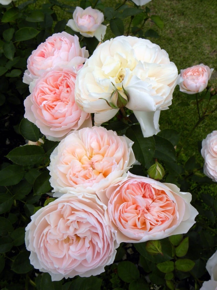 Marchenzauber роза