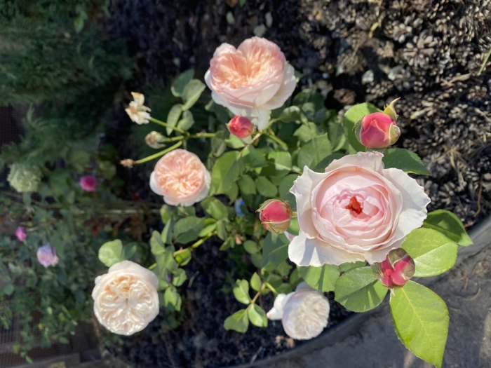 Роза стефани баронин цу гутенберг