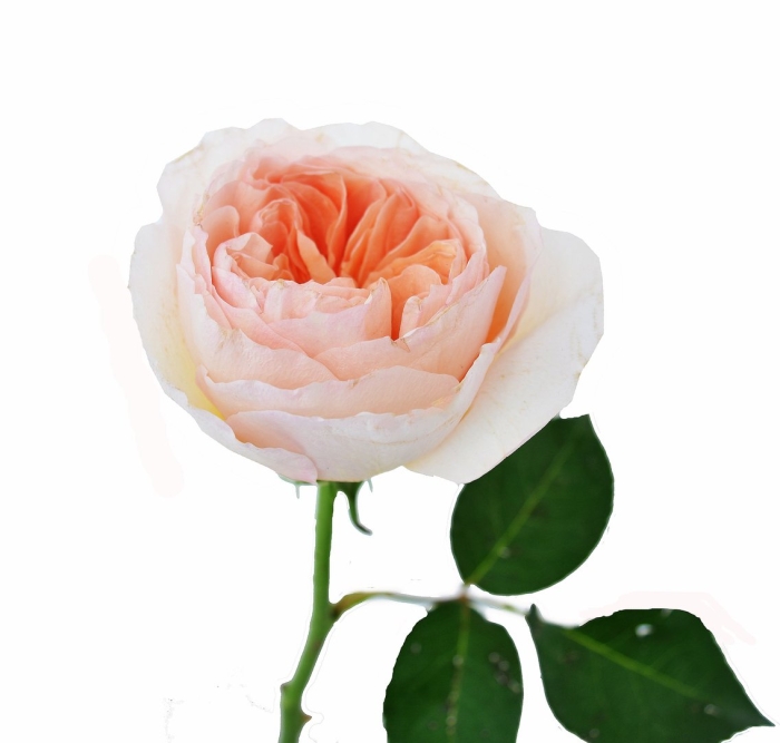 Роза дэвида остина