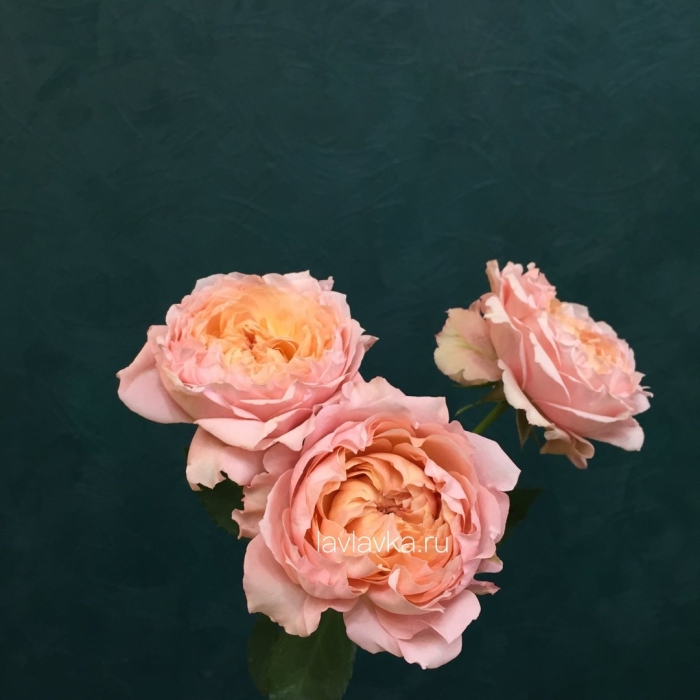 Кустовая пионовидная роза джульетта