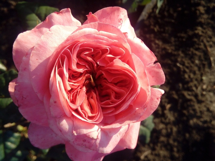 Роза джульетты (sweet juliet)