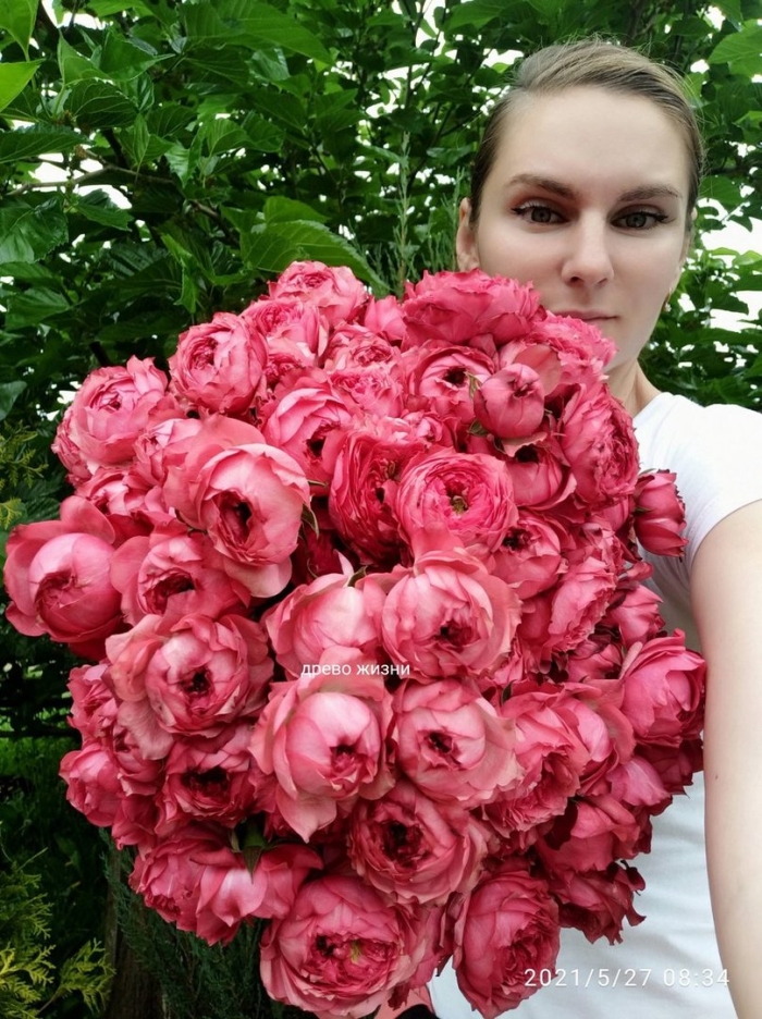 Роза джульетта распберри