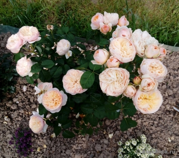 Джульетта juliet роза