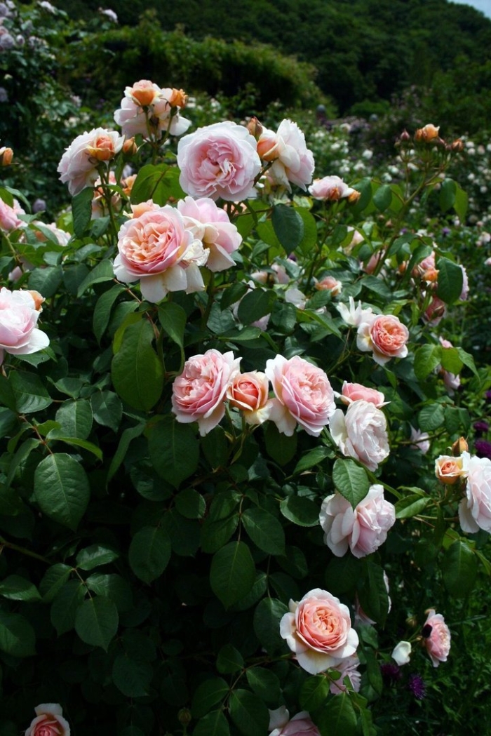 Абрахам дерби роза