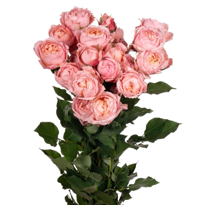 Мадам бомбастик роза кустовая