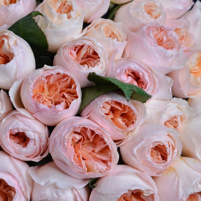 Роза дэвид остин джульет