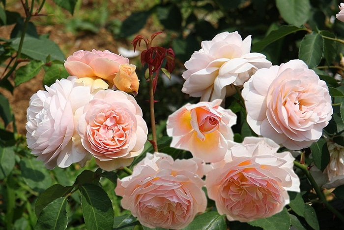 Роза остина э шропшир лэд