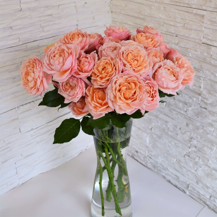 Роза кустовая персиковая