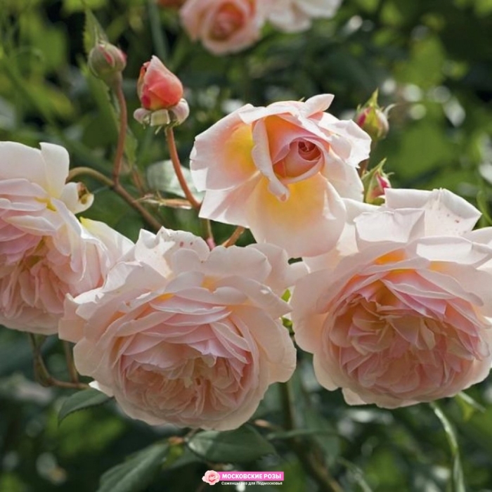 Роза свит джульет