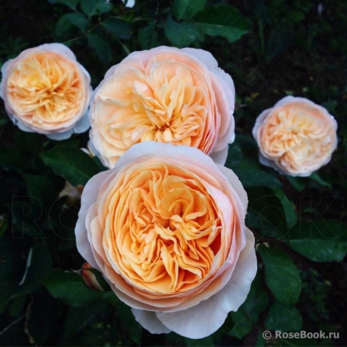 Роза дэвид остин джульет