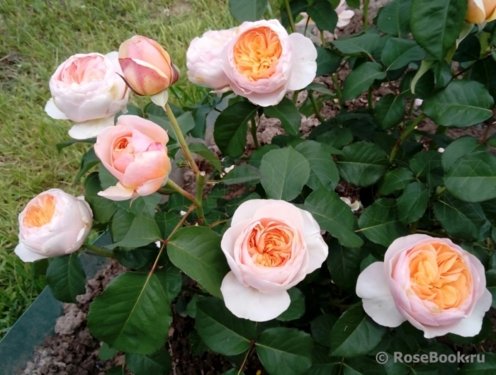 Роза джейн остин