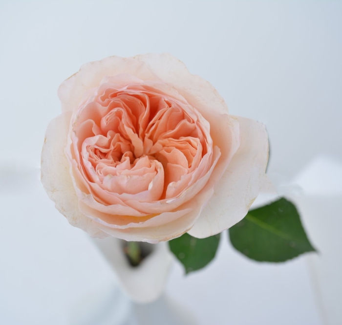 Роза джульетт