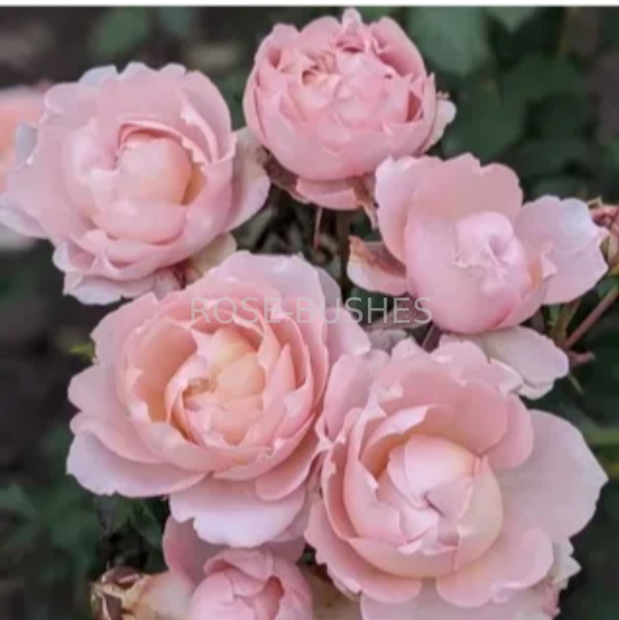 Роза джульетта