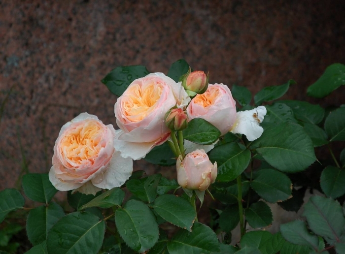 Роза дэвид остин джульетта