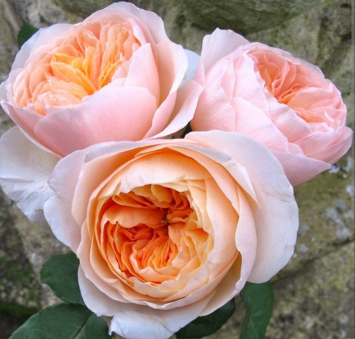 Роза дэвид остин джульетта