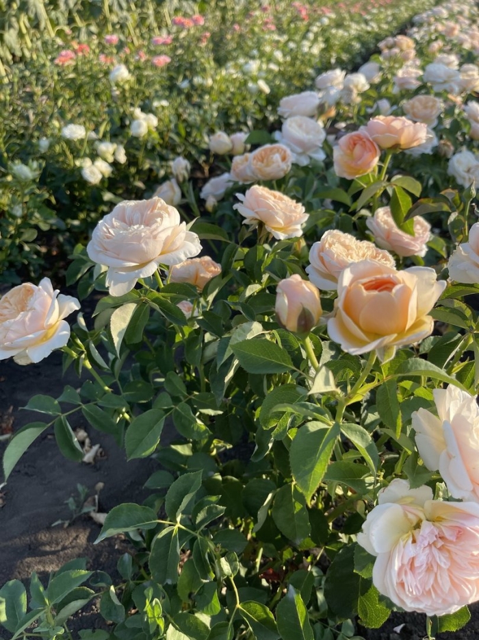 Роза английская джульетта